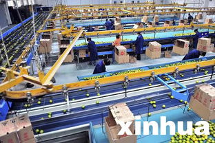 宜昌夷陵區(qū)小柑橘 鏈 成大產(chǎn)業(yè)